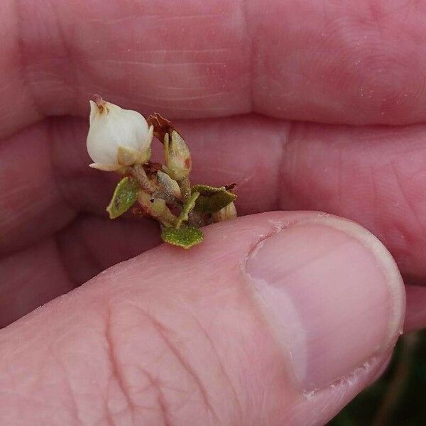 Chamaedaphne calyculata Blüte