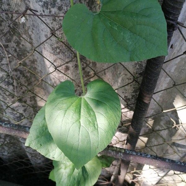 Thladiantha dubia Blad