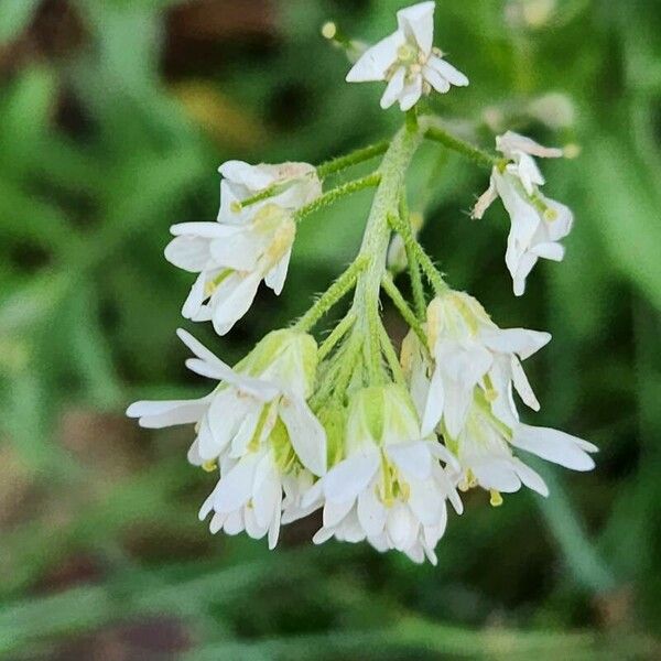 Berteroa incana Flower