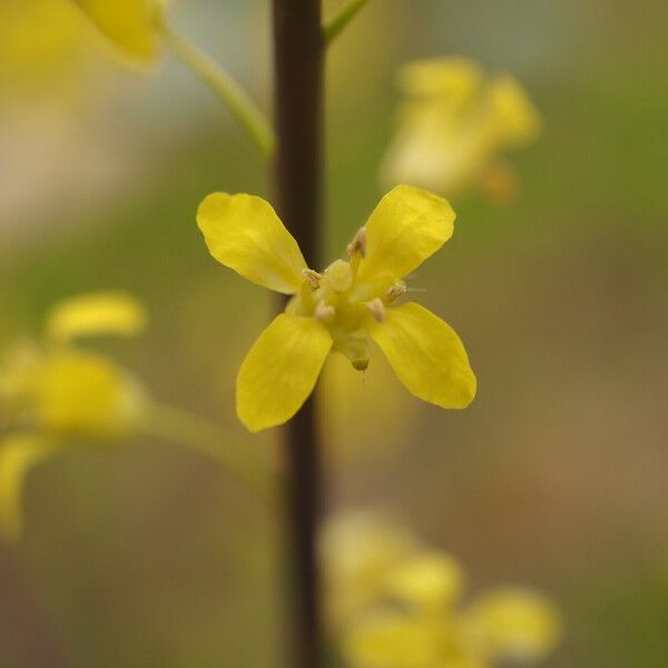 Sisymbrium altissimum Flor