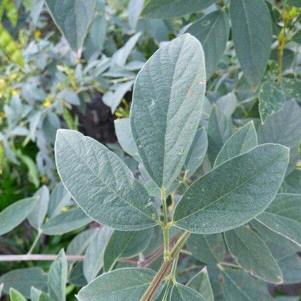 Cajanus cajan Leaf