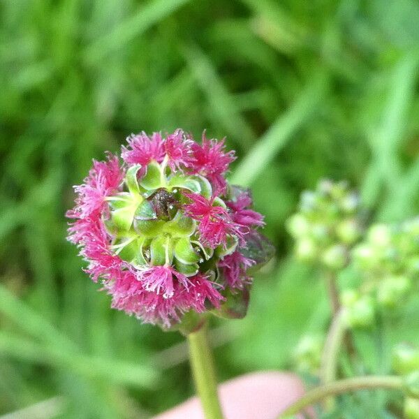 Sanguisorba minor Fiore