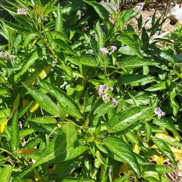 Solanum muricatum Habit
