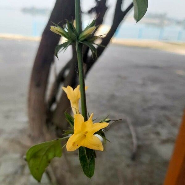 Barleria prionitis Cvet