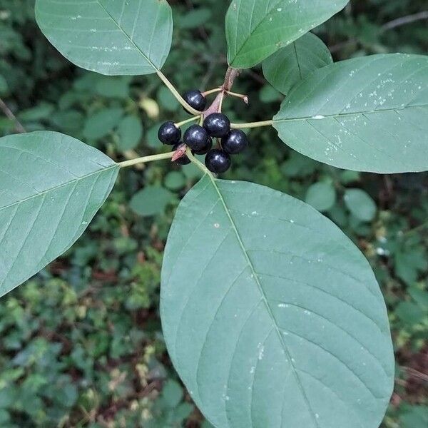 Frangula alnus Owoc