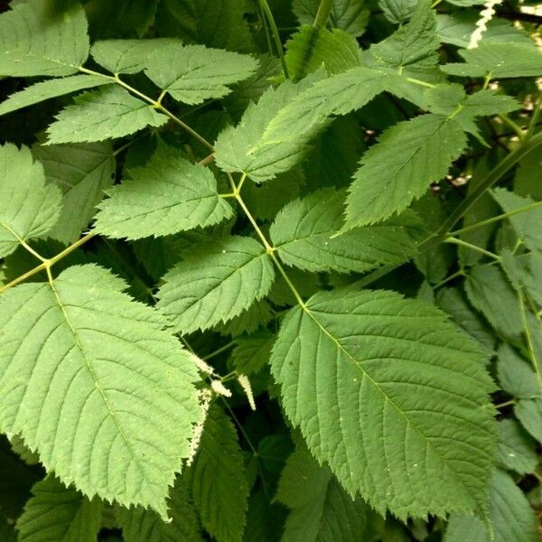 Aruncus dioicus Blatt