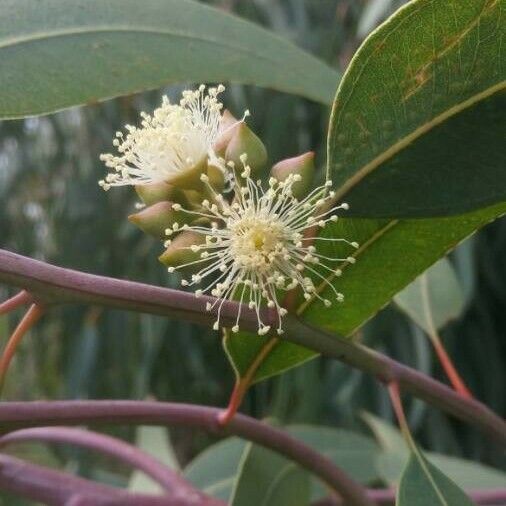 Eucalyptus camaldulensis 花