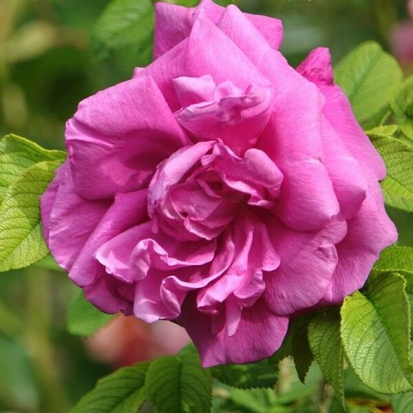 Rosa rugosa Flower