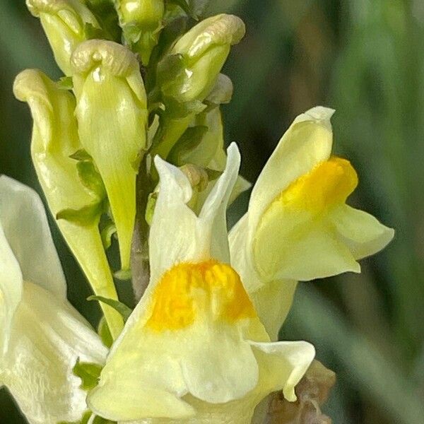 Linaria vulgaris Цвят