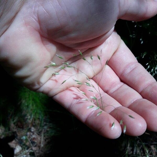 Avenella flexuosa Blomst