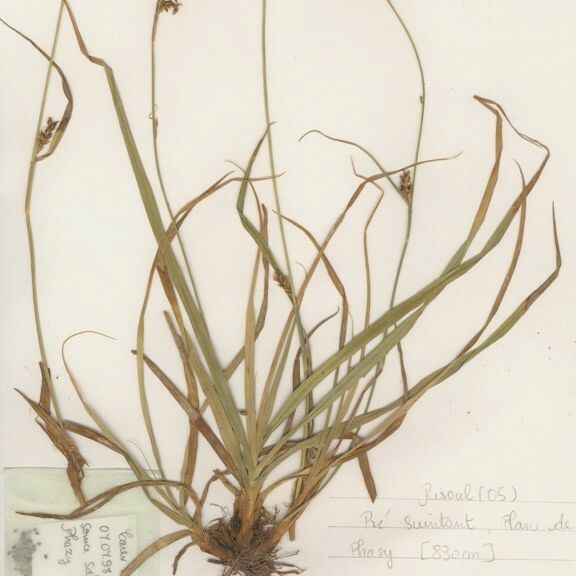 Carex distans Habitus