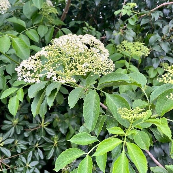 Sambucus canadensis Habitus