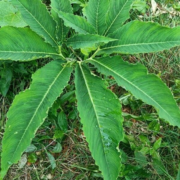 Sauromatum venosum Leaf