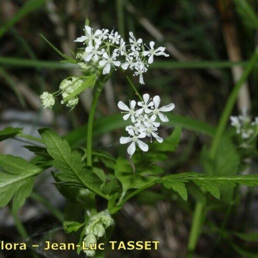 Anthriscus nitida Kvet