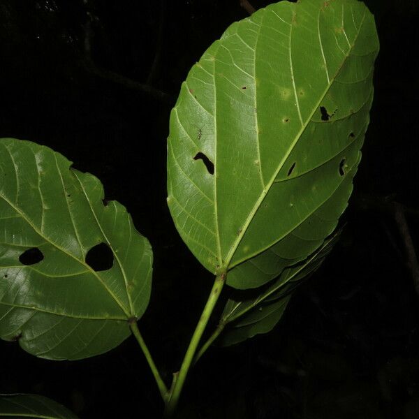 Alchornea latifolia Φύλλο