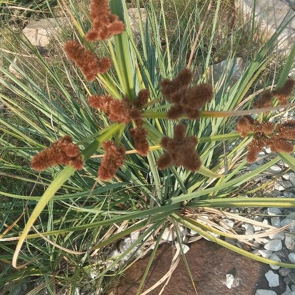 Cyperus ligularis Flower