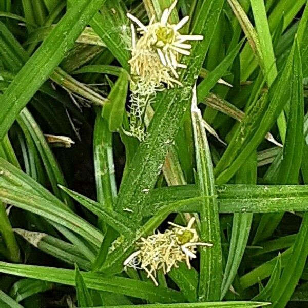 Carex sylvatica Flor