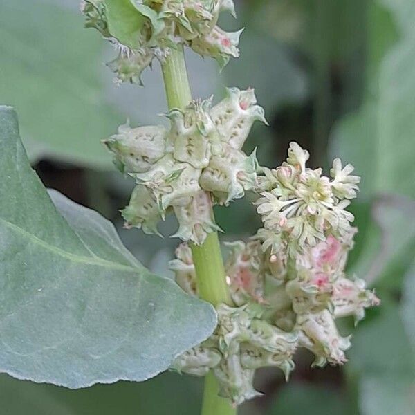 Rumex spinosus Blomma