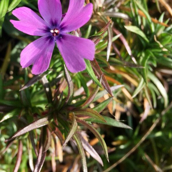 Phlox subulata Flower