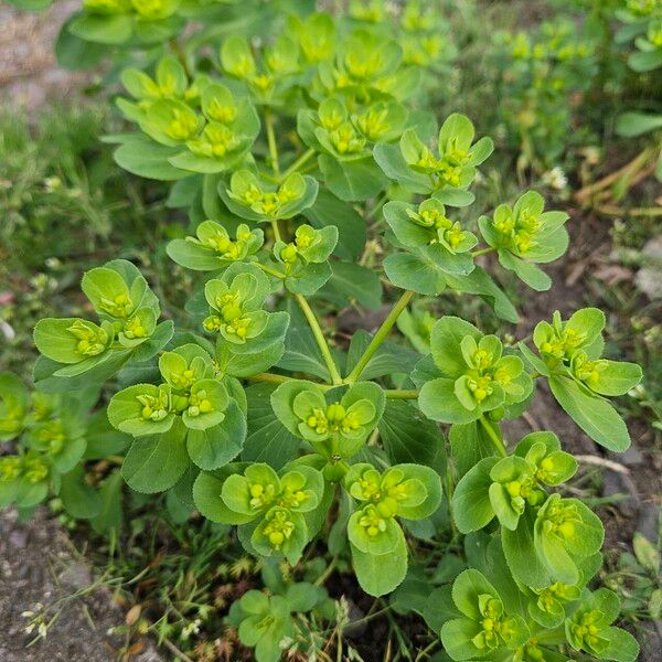 Euphorbia helioscopia Buveinė