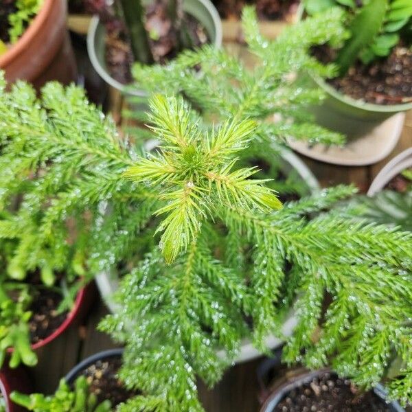 Araucaria heterophylla পাতা