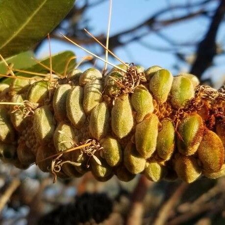 Banksia integrifolia Fruit