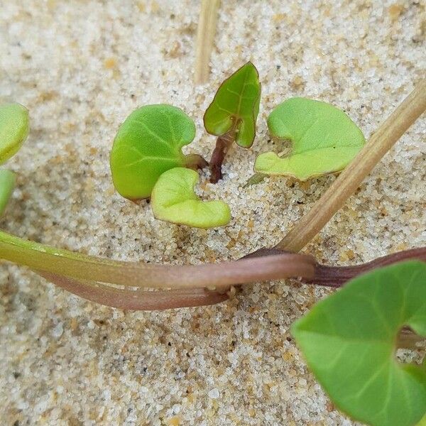 Convolvulus soldanella ᱪᱷᱟᱹᱞᱤ