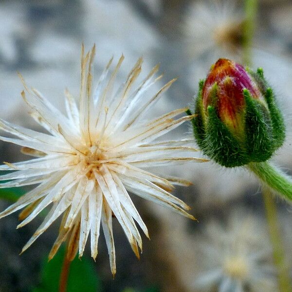 Tridax procumbens Floare