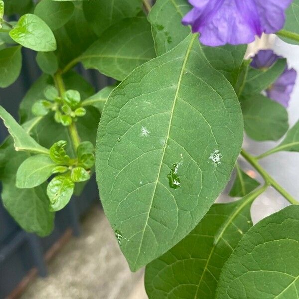 Lycianthes lycioides Blad