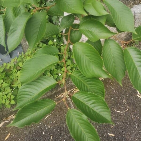 Prunus × yedoensis Blad