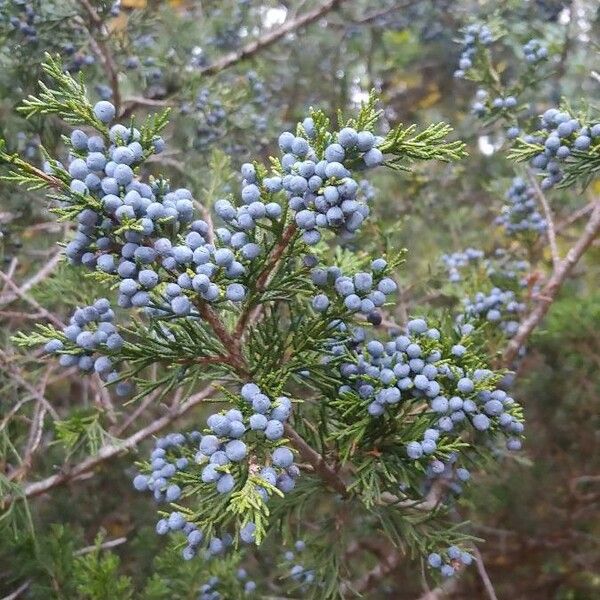 Juniperus virginiana Φρούτο