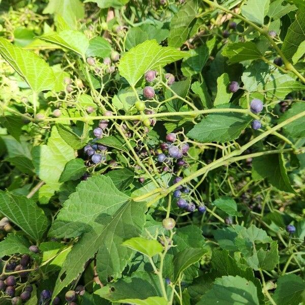 Ampelopsis cordata Frutto