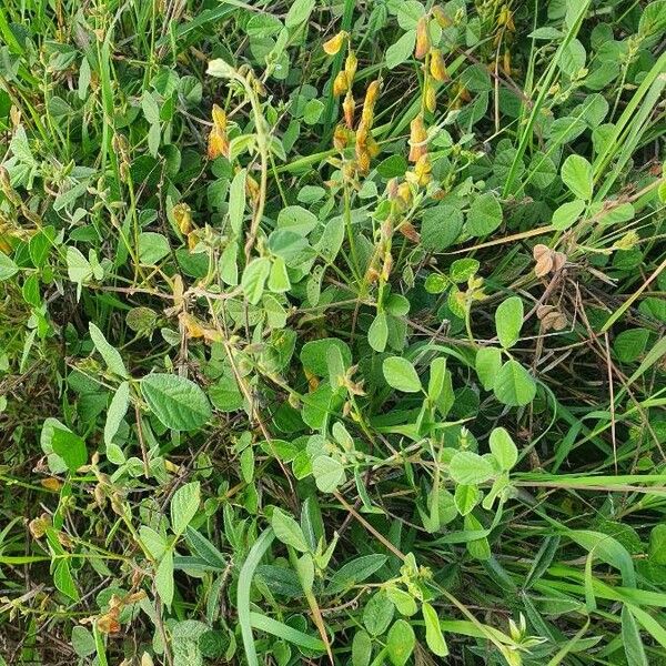 Rhynchosia minima Leaf