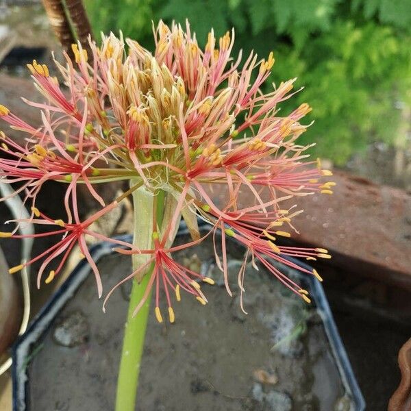 Scadoxus multiflorus Цвят