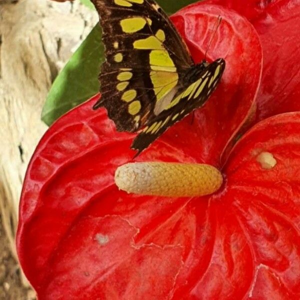 Anthurium andraeanum Flower