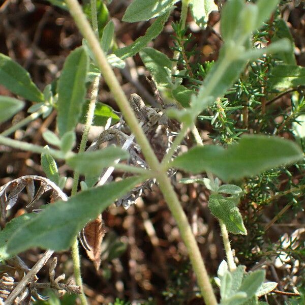 Cistus lasianthus 葉