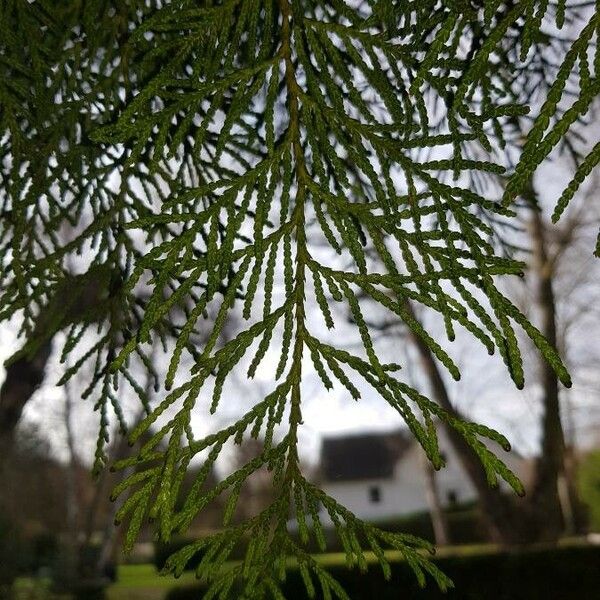 Thuja occidentalis 叶