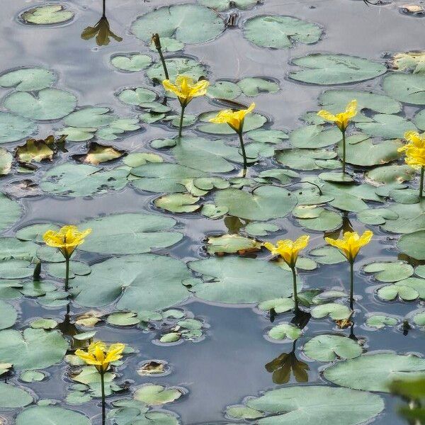 Nymphoides peltata ফুল