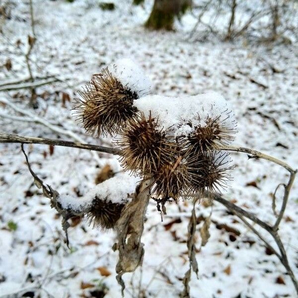 Arctium minus Frukt