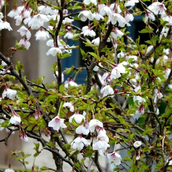 Prunus incisa Blomst