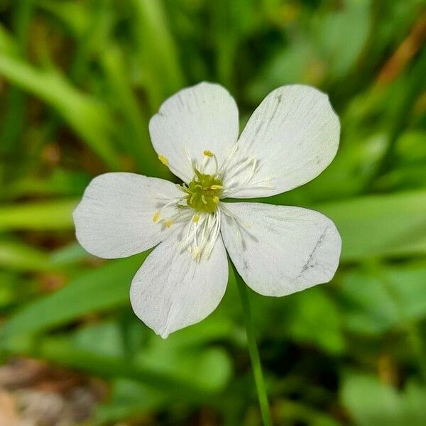 Ranunculus platanifolius Flor