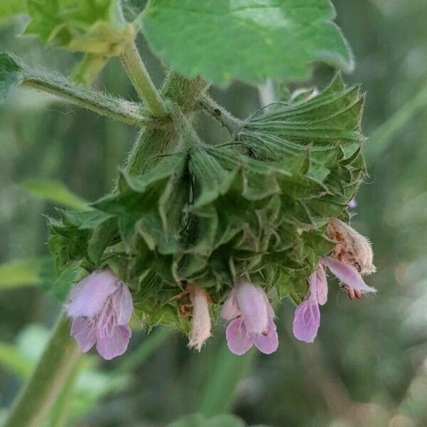 Ballota nigra Blodyn