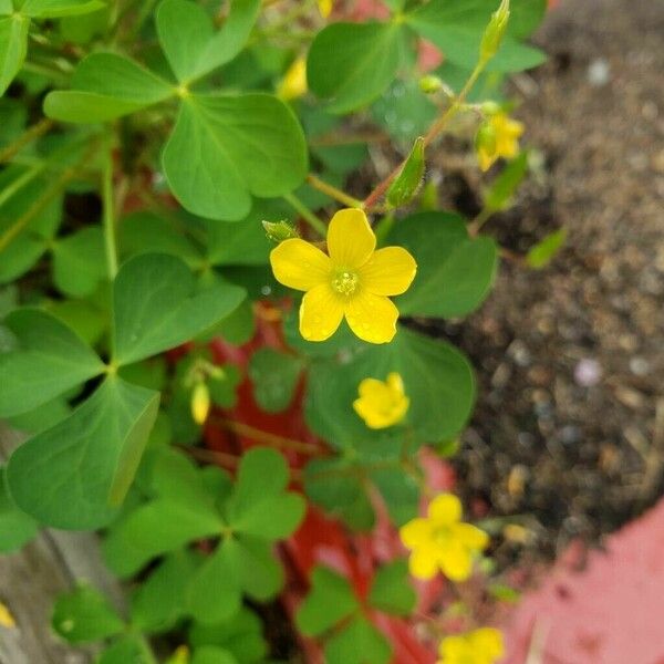 Oxalis dillenii Kukka