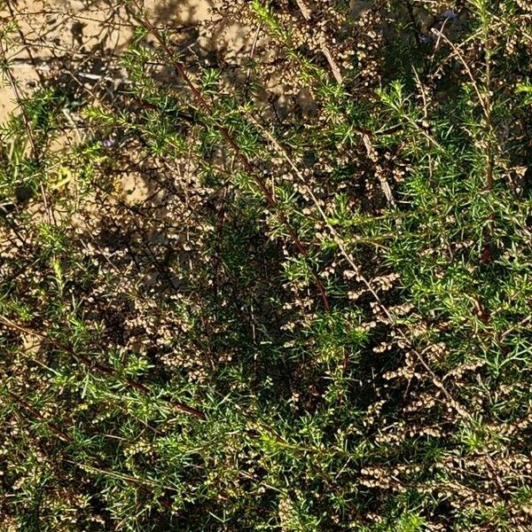 Artemisia scoparia عادت