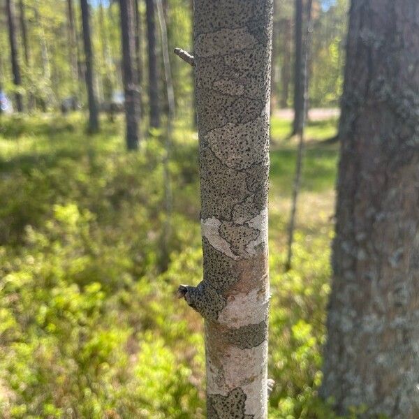 Populus tremuloides Azala