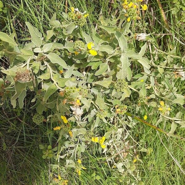 Phlomis floccosa Kvet