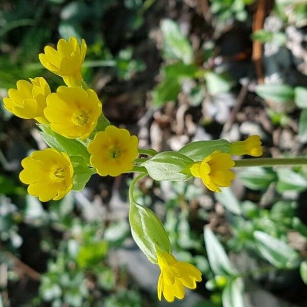 Primula veris 花