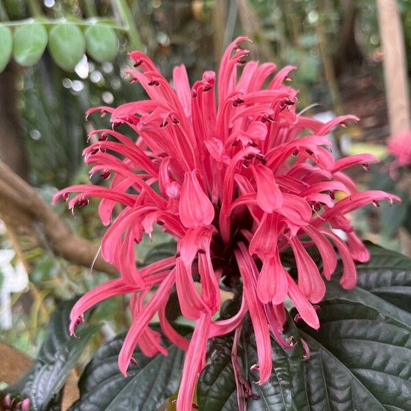 Justicia carnea 花