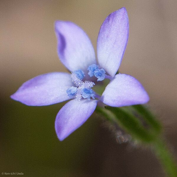 Gilia achilleifolia Květ