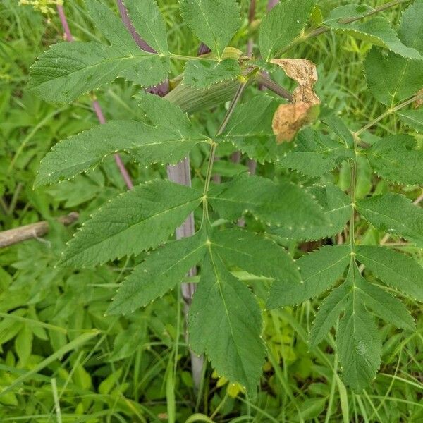 Angelica atropurpurea Leaf